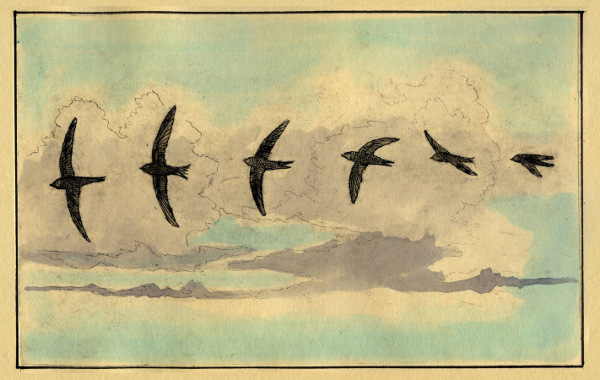 Swifts and Martins of Selborne Swifts flight