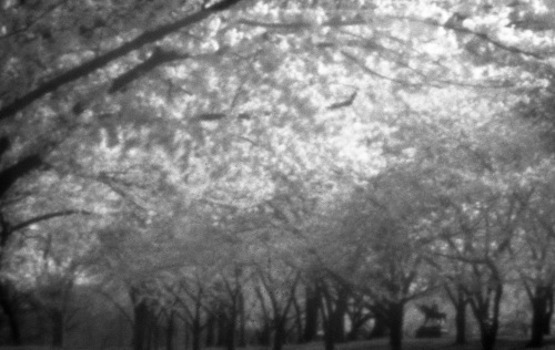 Cherry Blossoms, 2021
