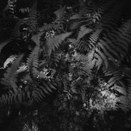 Ferns at Night, 2023
