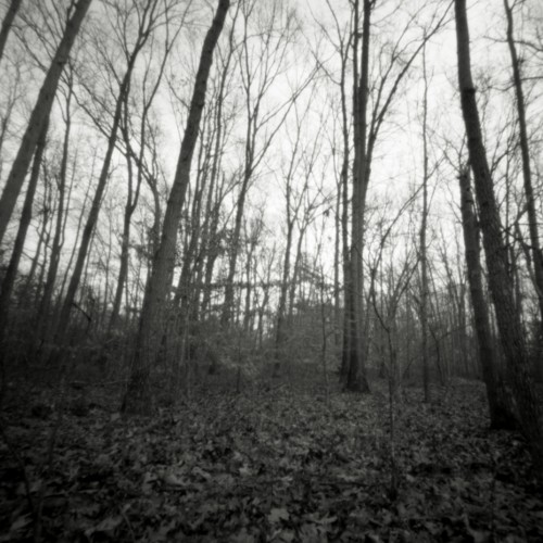 Trees & Leaves, Adkins Arboretum, Maryland, 2008