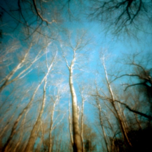 Birch Trees, Prime Hook, Delaware, 2010